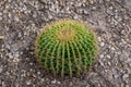 Close up of a round green cactaceae (Echinocactus grusonii Hildm Royalty Free Stock Photo