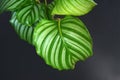 Close up of round leaf with stripes of an exotic `Calathea Orbifolia Prayer Plant` houseplant on black background Royalty Free Stock Photo