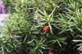 Close-up of round red fruits on the branches of evergreen plant with prickly green needles