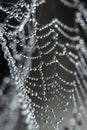 Close up of round silver drops of dew on a cobweb, black abstract background. Macro photo of dew drops with bokeh Royalty Free Stock Photo