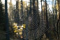 Close-up of a round spider web with a spider in the center in the forest