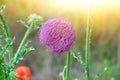 Close up of round spiky purple flowers