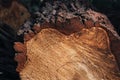 Close-up of round trunk with drops of resin. The texture of a fresh sawn wood with growth rings.