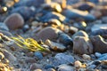 Close up of rounded sand and grass