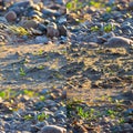 Close up of rounded sand and grass