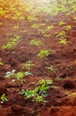 close up row of cassava tree iin the nature green cassava field