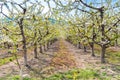 Close-up of row of cherry trees in bloom in an Okanagan Valley orchard