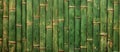 Close up of a row of green bamboo plant stems creating a beautiful pattern Royalty Free Stock Photo
