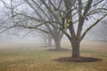 A winter-time view of pecan trees with bare branches in a morning mist.