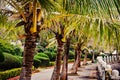Close up of a row of palm trees on Catba island, Vietnam