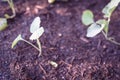 Close-up row of young broccoli leaves with water drops growing on organic kitchen garden Royalty Free Stock Photo