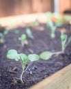 Close-up row of young broccoli leaves with water drops growing on organic kitchen garden Royalty Free Stock Photo