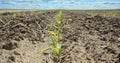 A close-up on a row of young corn plants growing and vegetating on agriculture field in spring with blue sky in the background Royalty Free Stock Photo