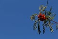 Close up of rowanberry on a branch, also called mountain ash, Sorbus aucuparia or Vogelbeere. With blue sky and copy space