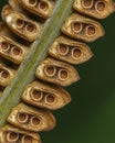 CloseUp Image of Brown Spores on Fern Frond Royalty Free Stock Photo