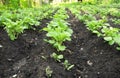 Close up on rows of green potato plant in field.