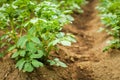 Close up Rows of growth green potato at early summer in selective focus Royalty Free Stock Photo