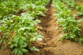 Close up Rows of growth green potato at early summer in selective focus Royalty Free Stock Photo
