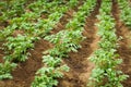 Close up Rows of growth green potato at early summer in selective focus Royalty Free Stock Photo