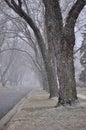 Here comes the snow. Royalty Free Stock Photo