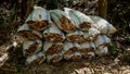 Close-up of rows of piles of kapok in a sack in the middle of the forest