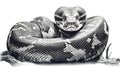 Close-up of a royal python on a white background, isolated