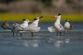 Close up of Royal Terns on Beautiful South Carolina Beach Royalty Free Stock Photo