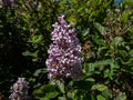 Close-up of the Royalty Lilac (Syringa prestoniae \'Royalty\' flowering with two-toned purple flowers in a park Royalty Free Stock Photo