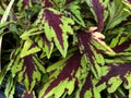 Close up of green and dark red sun coleus plants in pots Royalty Free Stock Photo