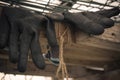 Close up of rubber gloves of a farmer lying in greenhouse. Hard