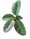 Rubber plant or Ficus elastica