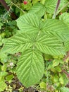 Close-up of Rubus Idaeus (Raspberry) Leaf in Vibrant Green Foliage Royalty Free Stock Photo