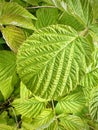 Close-up of Rubus Idaeus (Raspberry) Leaf in Vibrant Green Foliage Royalty Free Stock Photo