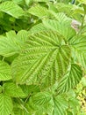 Close-up of Rubus Idaeus (Raspberry) Leaf with Vibrant Green Foliage Royalty Free Stock Photo