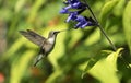 Close up Ruby-throated Hummingbird Archilochus colubris Royalty Free Stock Photo