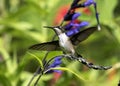 Close up Ruby-throated Hummingbird Archilochus colubris Royalty Free Stock Photo