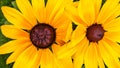 Close up of rudbeckia flower head Royalty Free Stock Photo