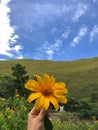 Close up of Rudbeckia flower at Holbung hill in North Sumatera, Indonesia