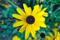 Close-up of Rudbeckia hirta or black-eyed Susan