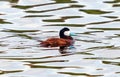 Ruddy Duck in bold breeding colors swimming in a lake