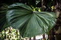 Close up of ruffled fan palm tree leaf Licuala cordata.