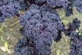 Decorative purple curly kale leaves in the vegetable garden