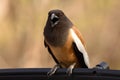 Close up of Rufous Treepie bird calling Royalty Free Stock Photo