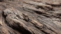 Close-up of rugged brown tree bark Royalty Free Stock Photo