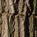 Close-up of rugged tree bark, featuring deep grooves and cracks. The surface texture Royalty Free Stock Photo