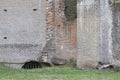 Close-up of a ruin in a forest at estate De Haere near Deventer, The Netherlands Royalty Free Stock Photo