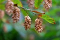 Close up of the ruits of Ostrya carpinifolia