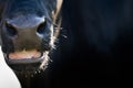 Close-up of a ruminant all-black cow with beak slightly open