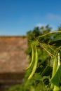 Close-Up of Runner Beans Growing in a Garden in Scotland Royalty Free Stock Photo