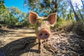 Close up of a running pig